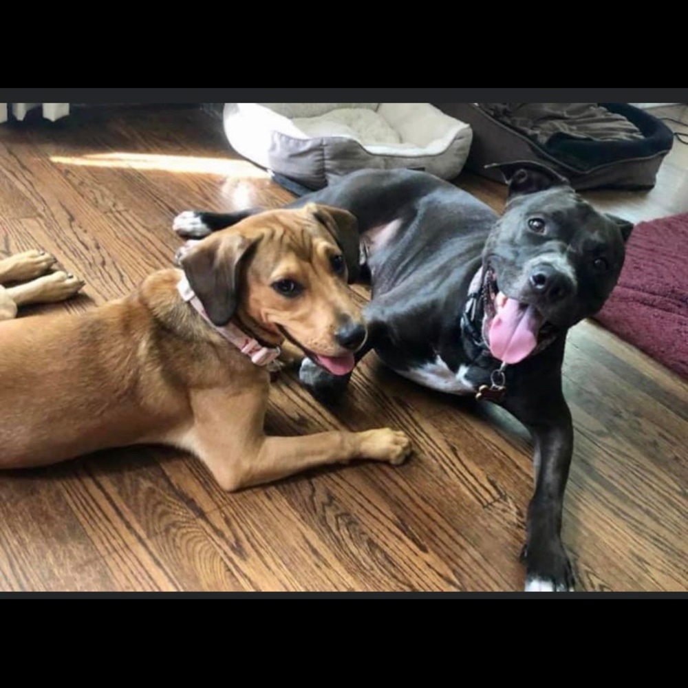 Diego & Daisy 🐾